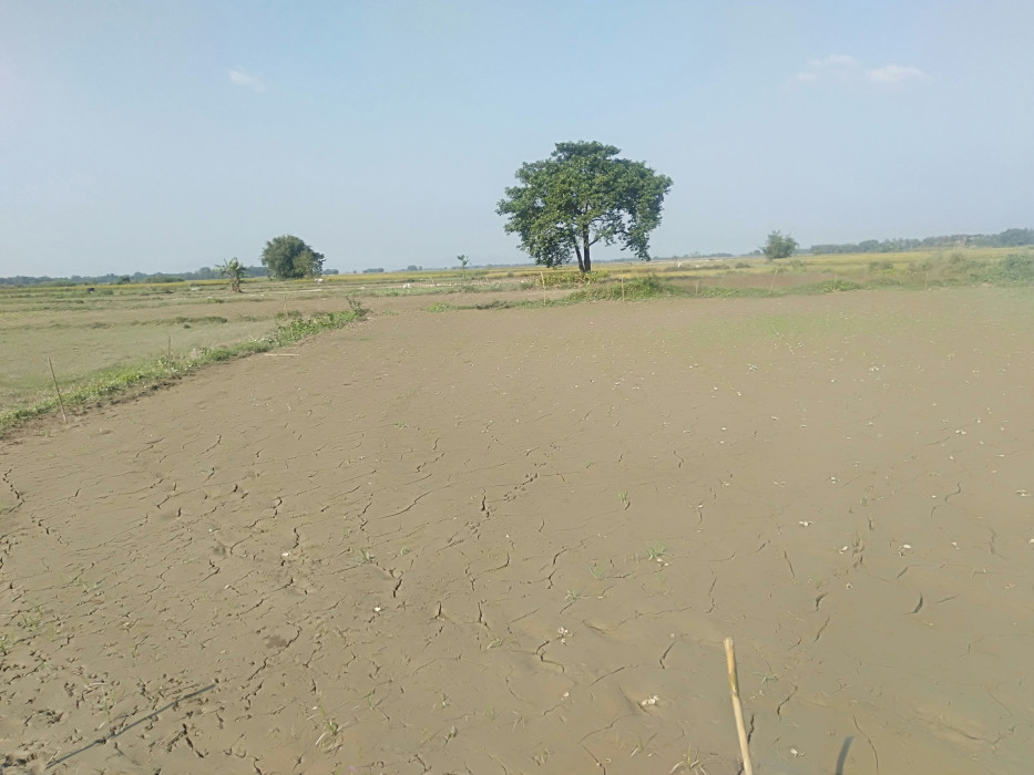 बेमौसमी बर्षाले राजगढमा धानबाली भन्दा सब्जीखेतीमा बढी क्षति