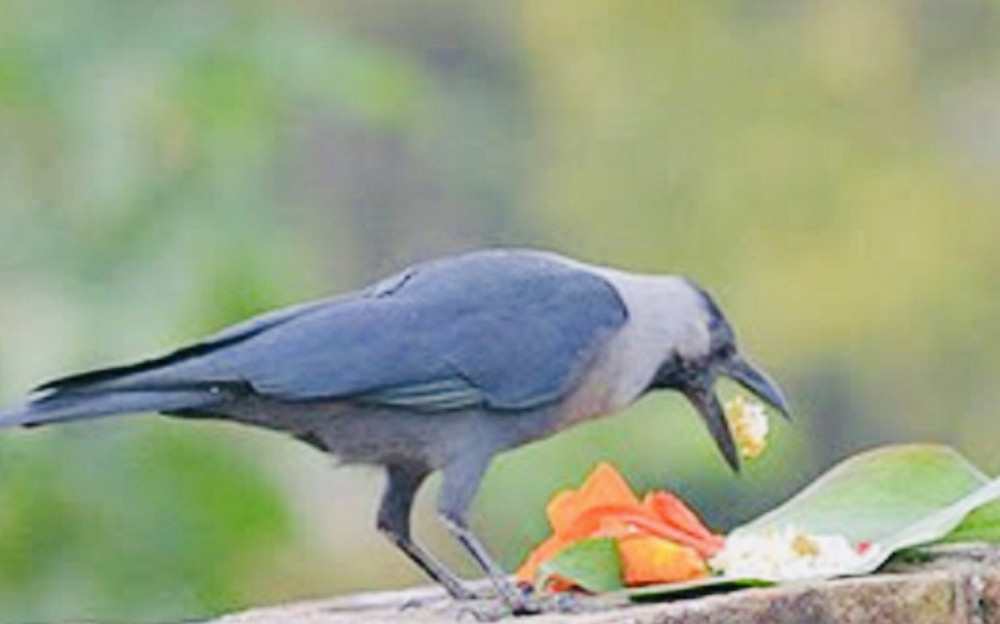 आजदेखि तिहार शुरु
