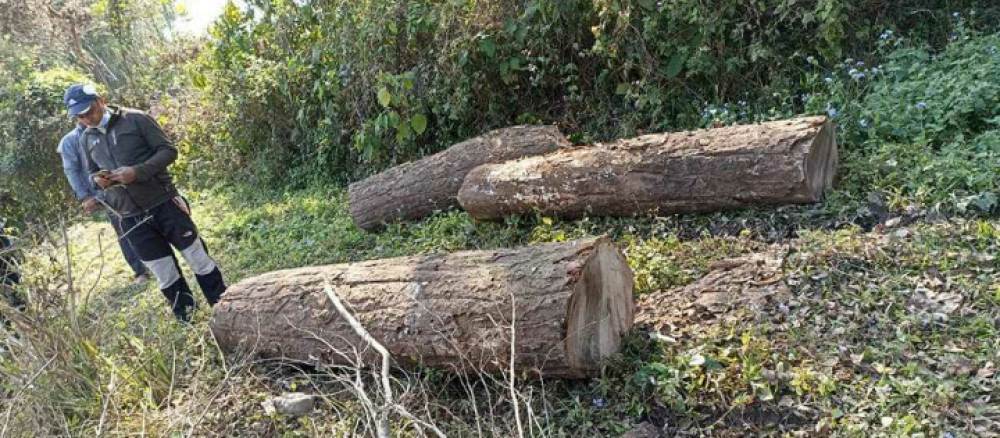 झापामा अवैध काठ तथा माछा बरामद