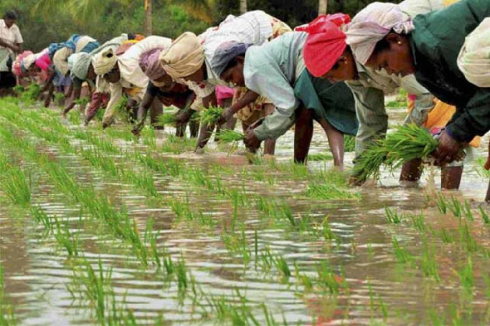 झापामा ६१ प्रतिशत रोपाईं सम्पन्न