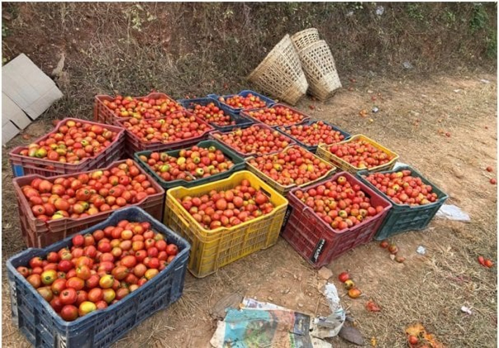 इलामको टमाटर खान अयोग्य