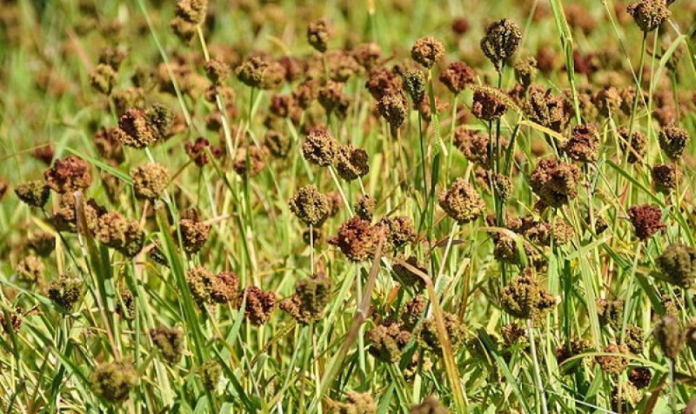 आज पहिलो पटक राष्ट्रिय कोदो दिवस मनाइँदै