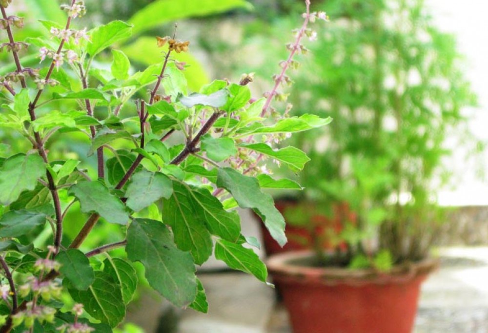 आज हरिशयनी एकादशी, तुलसीको बिरुवा सारिँदै